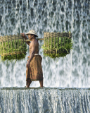 Vietnamese Farmer screenshot #1 128x160