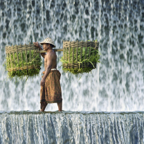 Vietnamese Farmer screenshot #1 208x208
