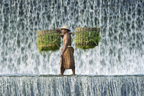 Vietnamese Farmer screenshot #1 480x320