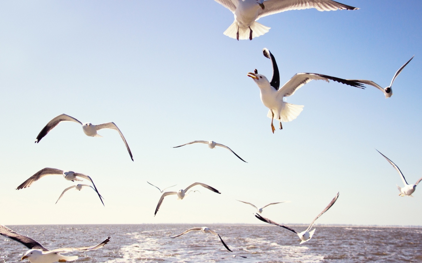 Fondo de pantalla Seagulls Over Sea 1440x900
