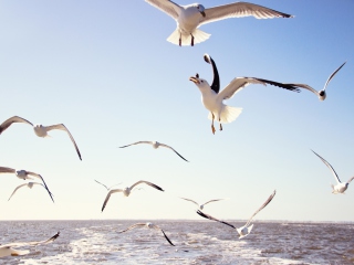 Das Seagulls Over Sea Wallpaper 320x240