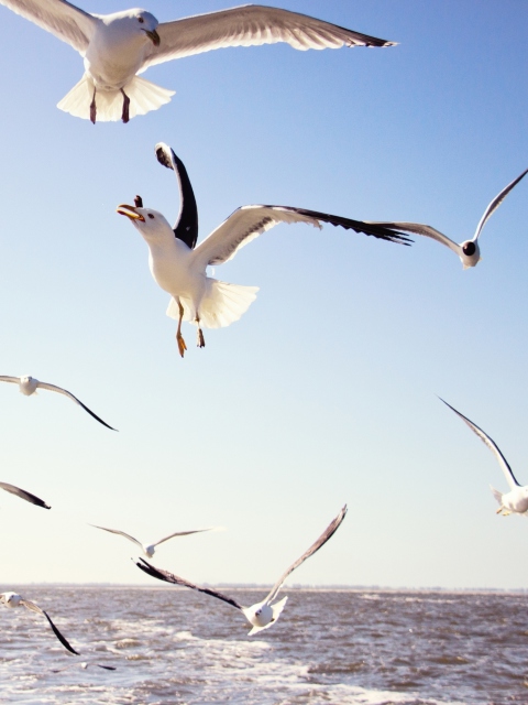 Seagulls Over Sea screenshot #1 480x640