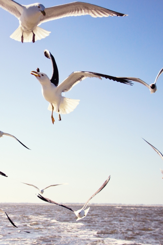 Fondo de pantalla Seagulls Over Sea 640x960