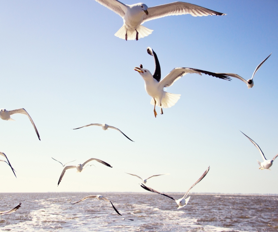 Seagulls Over Sea screenshot #1 960x800