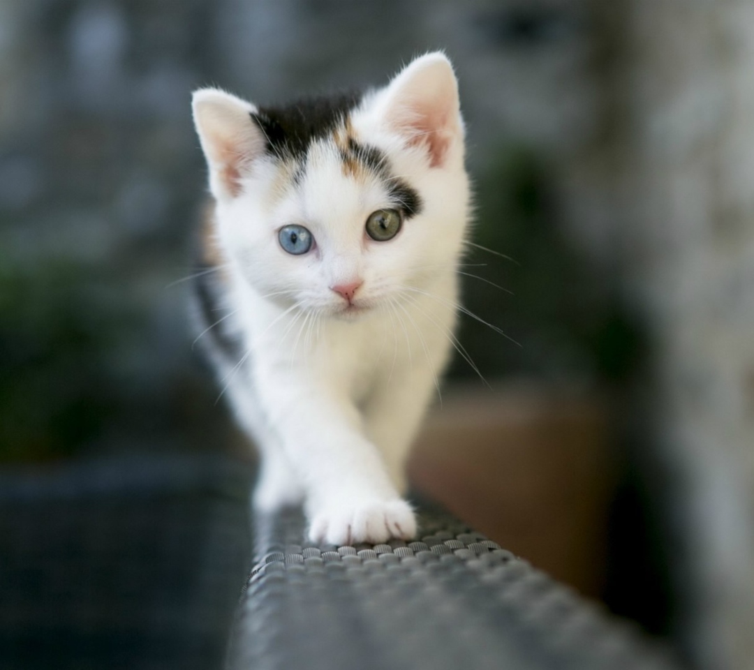 Fondo de pantalla Cute Cat 2 Colors Eyes 1080x960