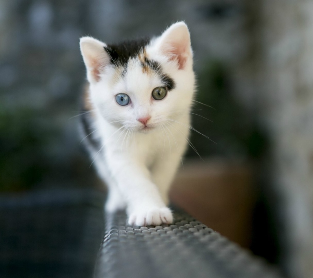 Cute Cat 2 Colors Eyes wallpaper 1080x960