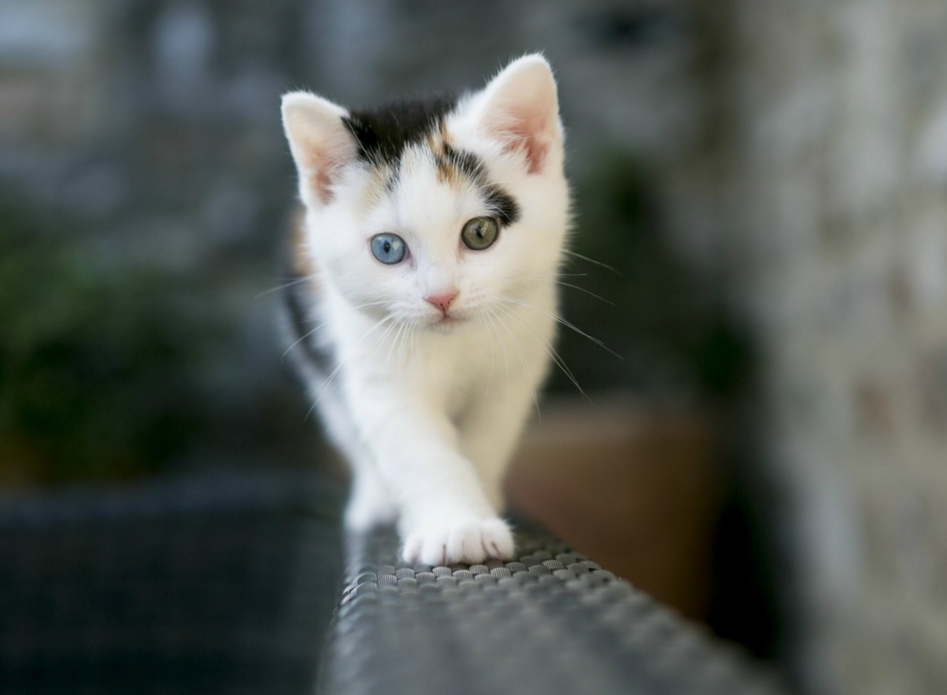 Cute Cat 2 Colors Eyes wallpaper 1920x1408