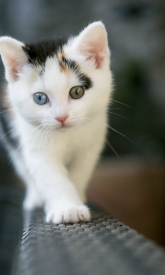 Cute Cat 2 Colors Eyes screenshot #1 240x400