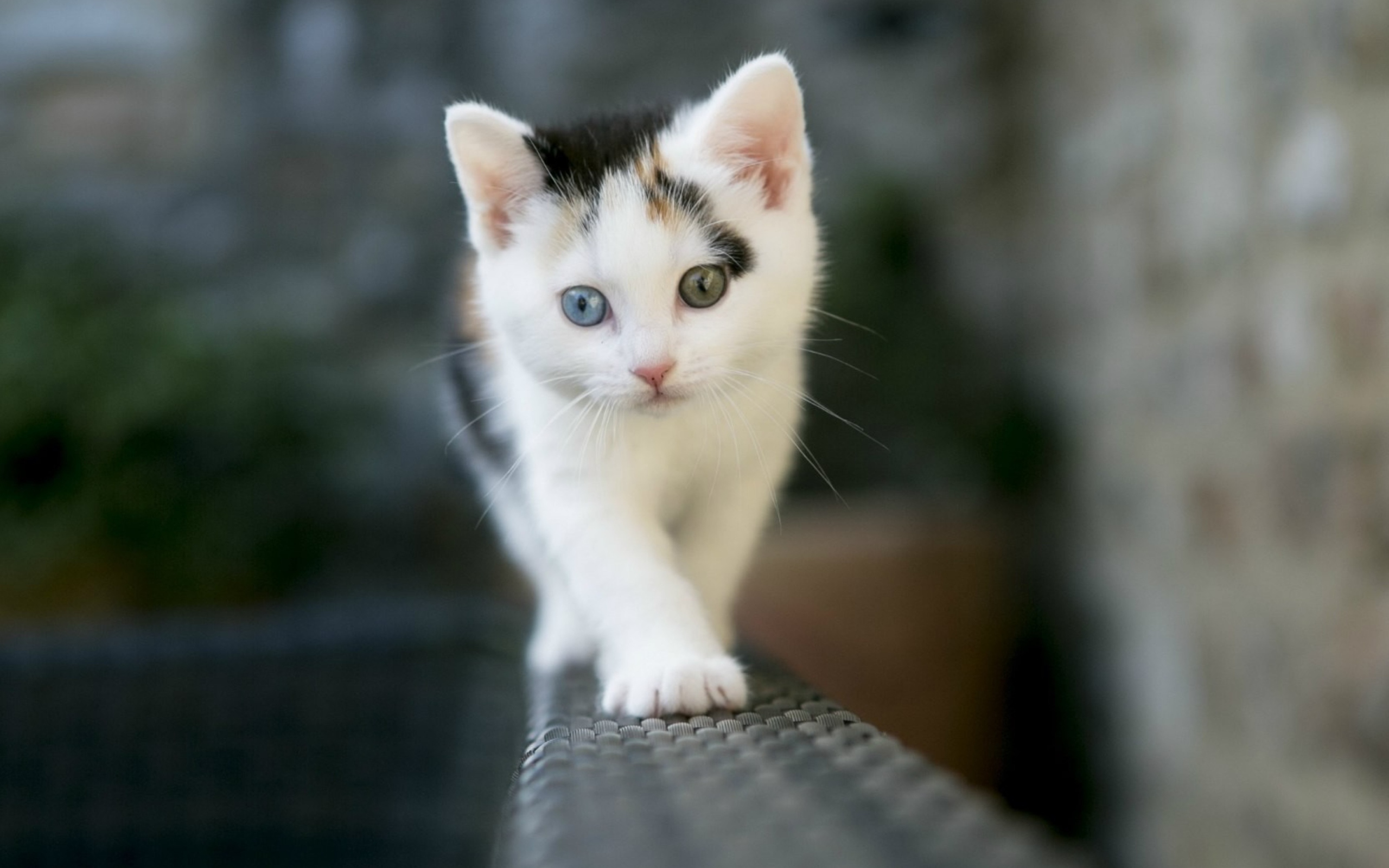 Cute Cat 2 Colors Eyes wallpaper 2560x1600