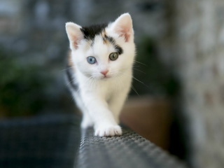 Fondo de pantalla Cute Cat 2 Colors Eyes 320x240