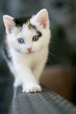 Fondo de pantalla Cute Cat 2 Colors Eyes 320x480