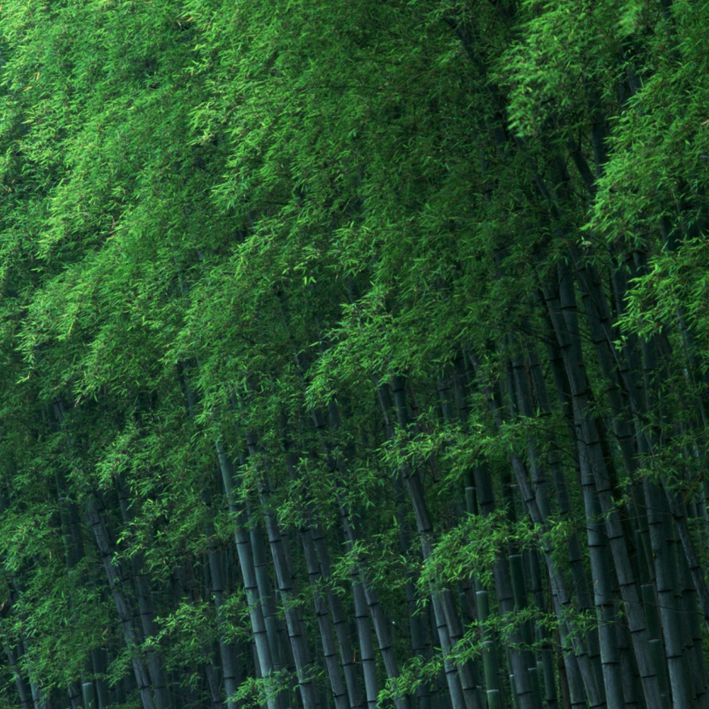 Das Bamboo Forest Wallpaper 1024x1024