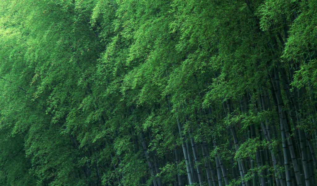 Bamboo Forest wallpaper 1024x600