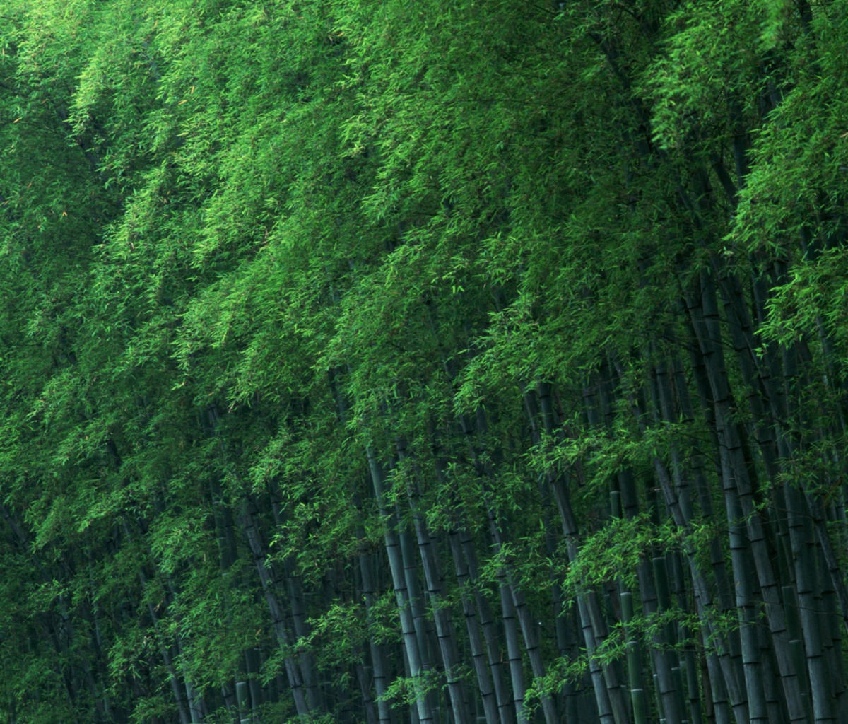Das Bamboo Forest Wallpaper 1200x1024