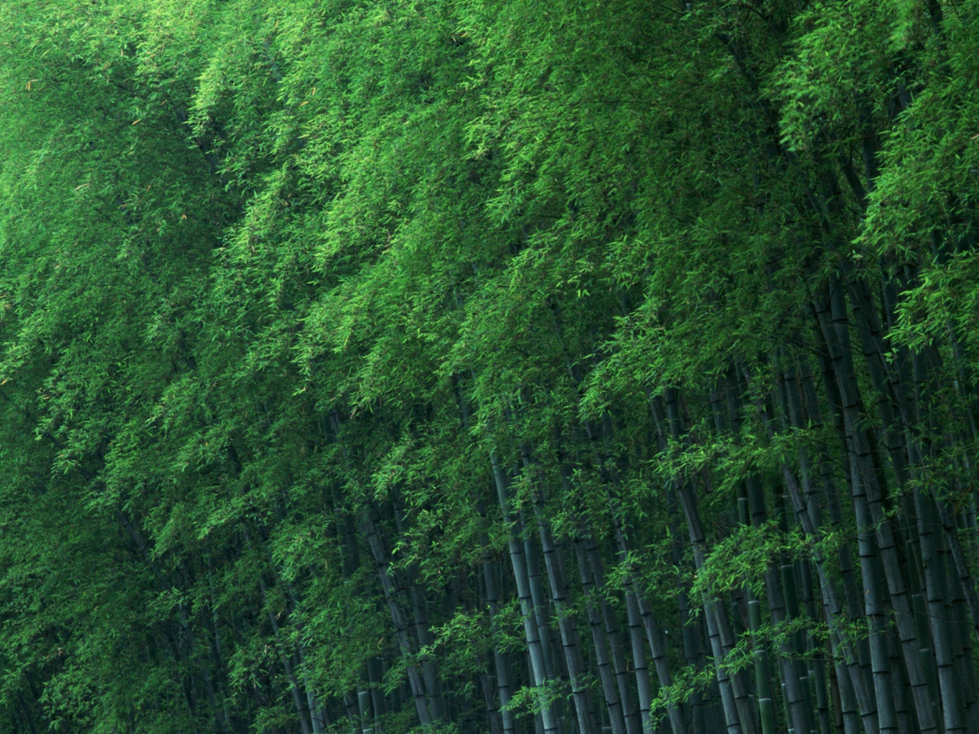 Bamboo Forest wallpaper 1400x1050