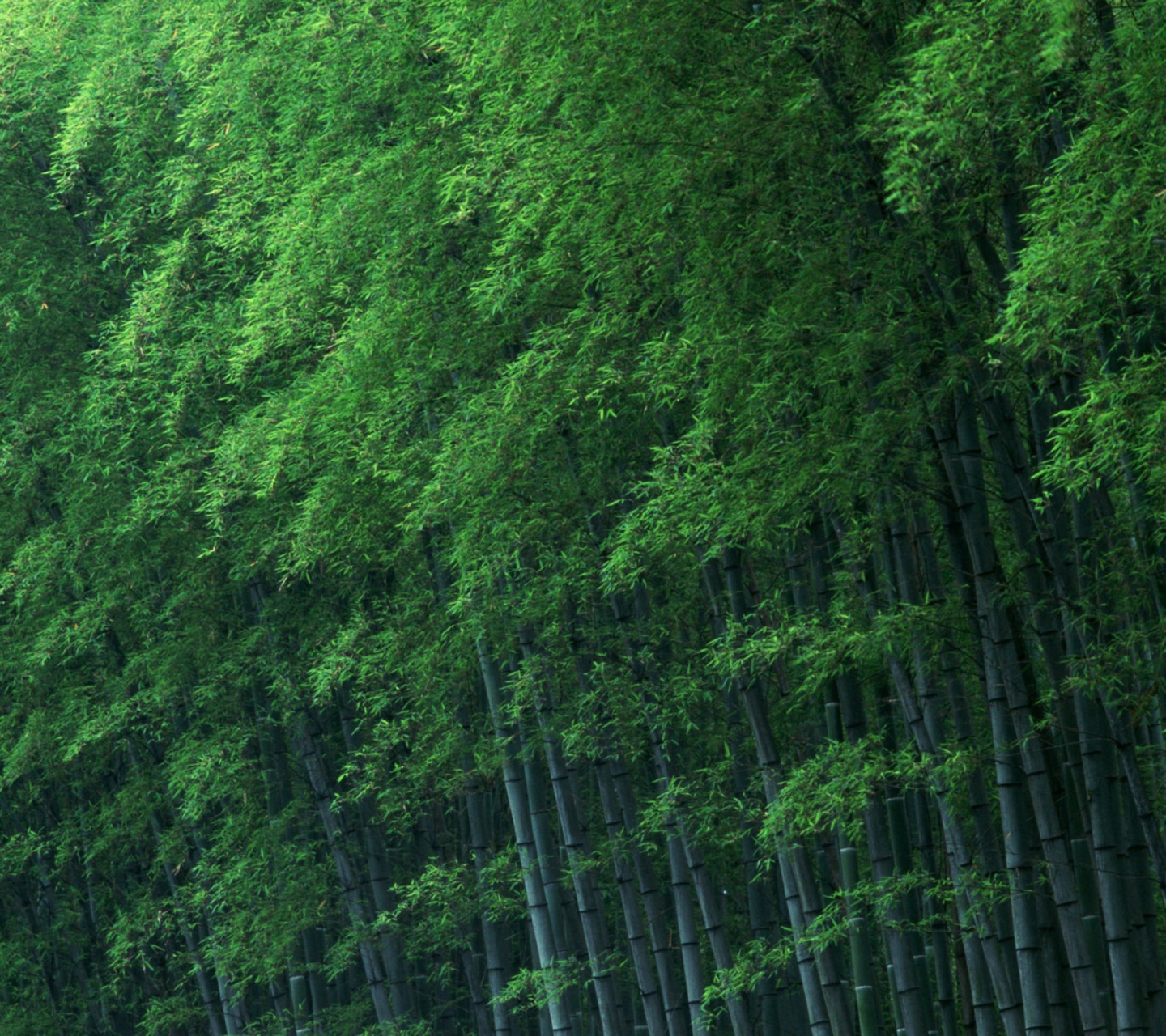 Обои Bamboo Forest 1440x1280