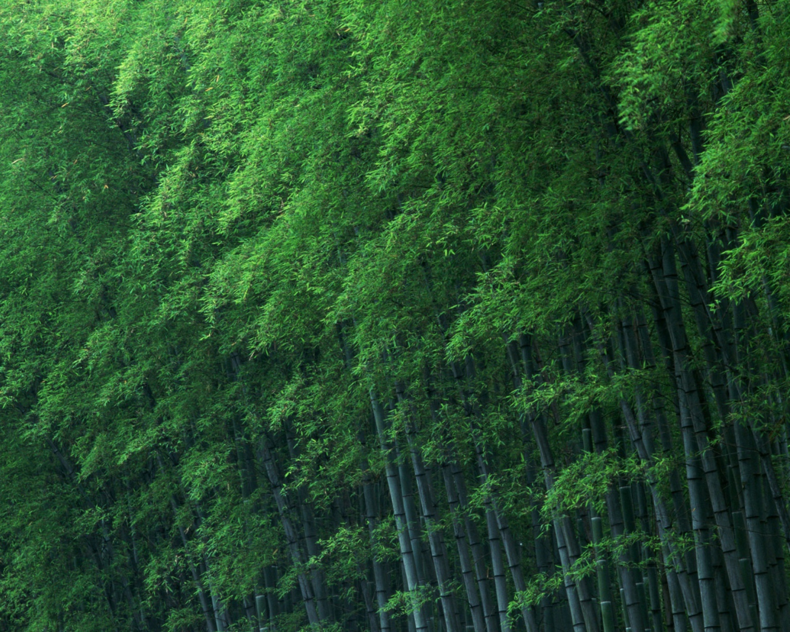 Обои Bamboo Forest 1600x1280