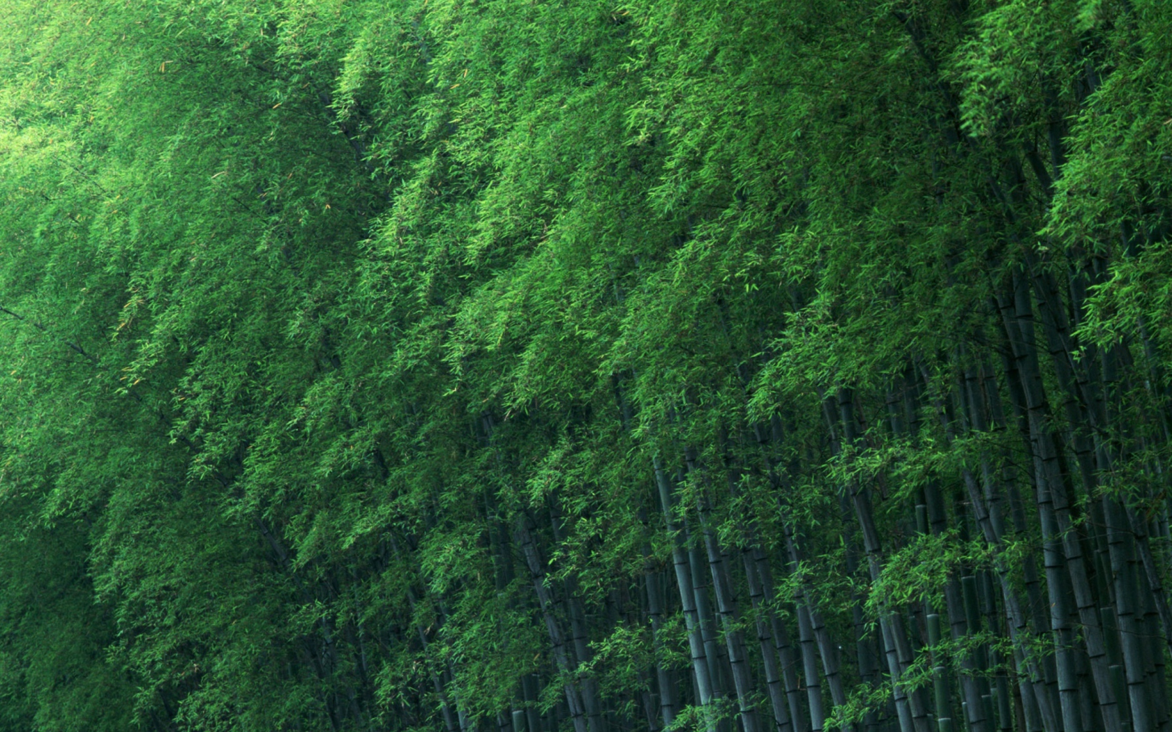 Das Bamboo Forest Wallpaper 1680x1050
