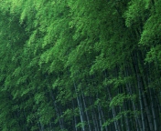 Screenshot №1 pro téma Bamboo Forest 176x144