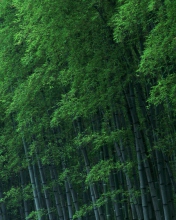 Das Bamboo Forest Wallpaper 176x220