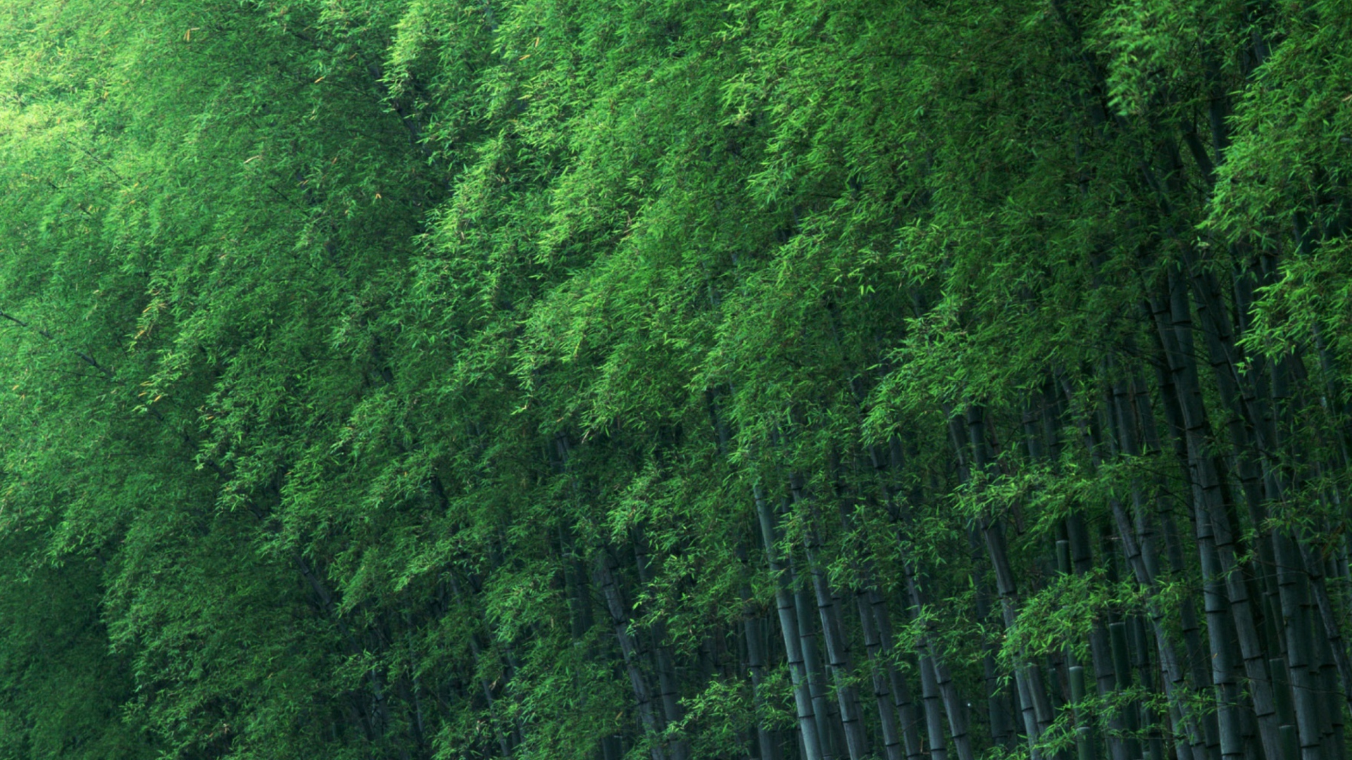 Bamboo Forest wallpaper 1920x1080