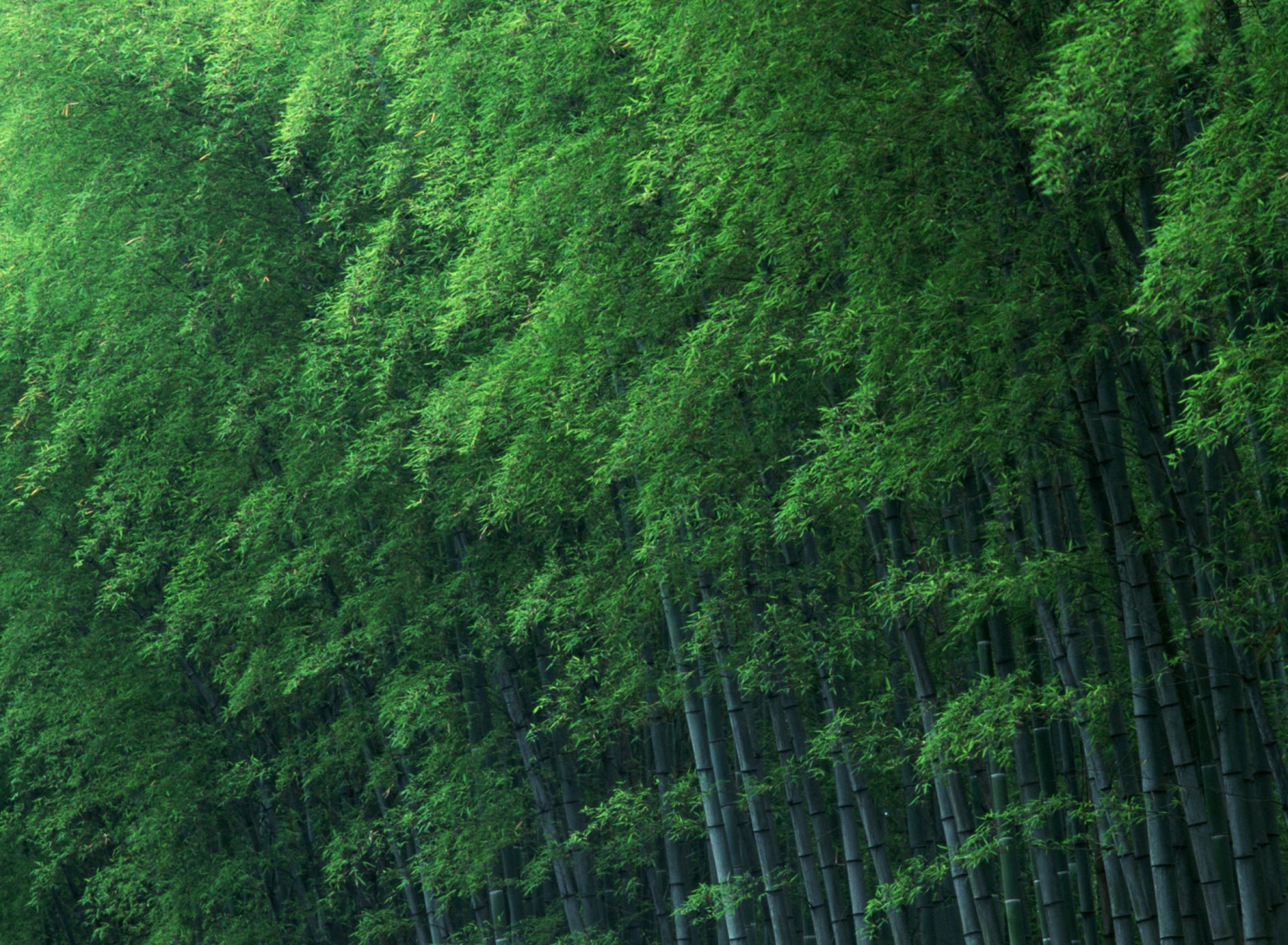 Fondo de pantalla Bamboo Forest 1920x1408