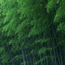 Обои Bamboo Forest 208x208