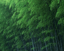 Screenshot №1 pro téma Bamboo Forest 220x176