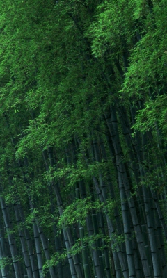 Das Bamboo Forest Wallpaper 240x400