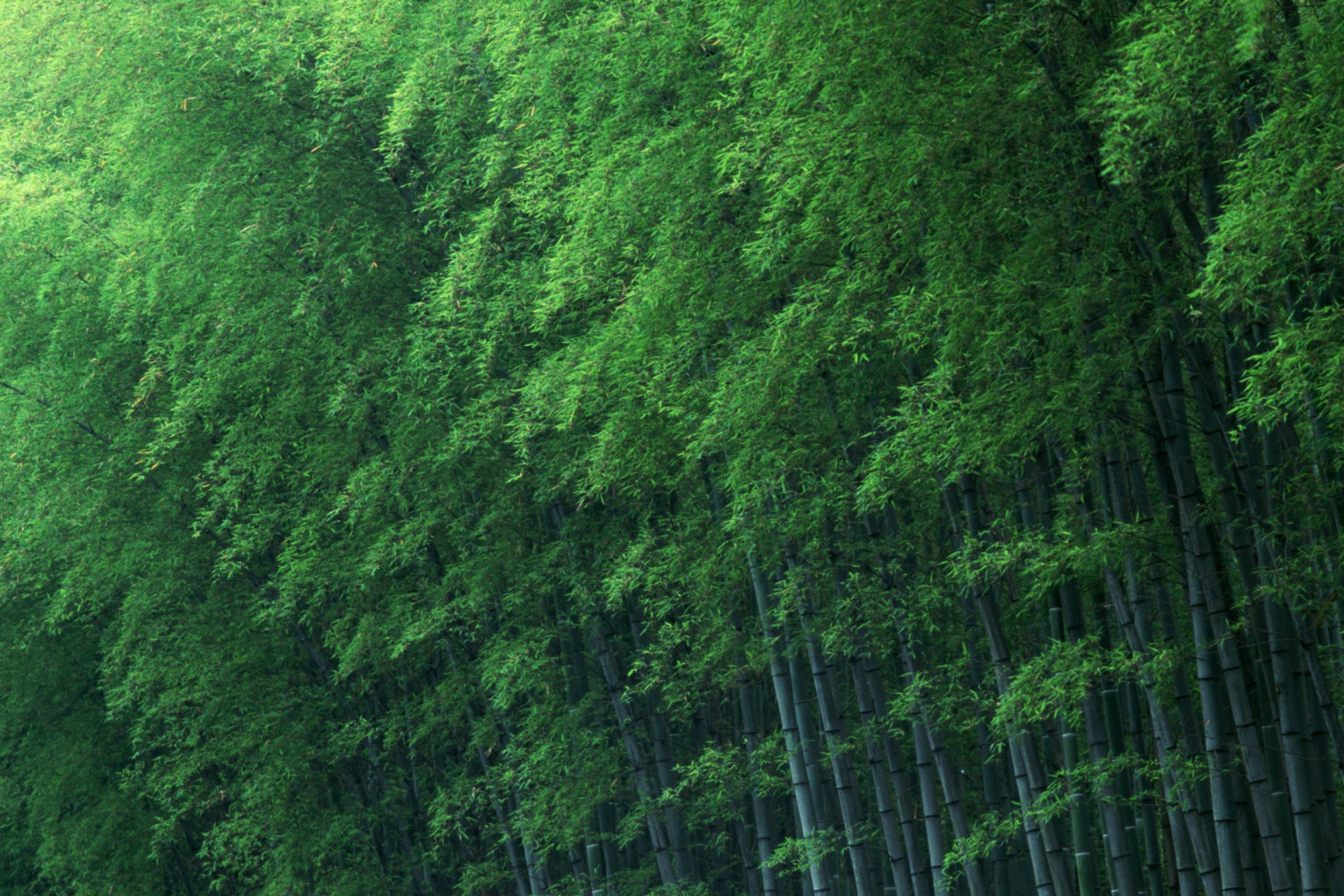 Обои Bamboo Forest 2880x1920