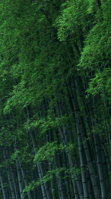 Fondo de pantalla Bamboo Forest 360x640