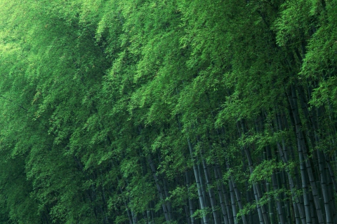 Screenshot №1 pro téma Bamboo Forest 480x320