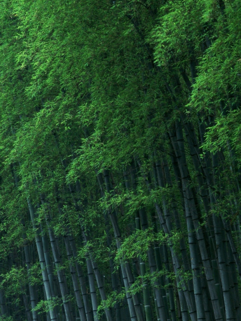 Bamboo Forest wallpaper 480x640