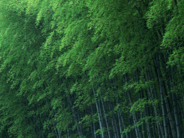 Обои Bamboo Forest 640x480