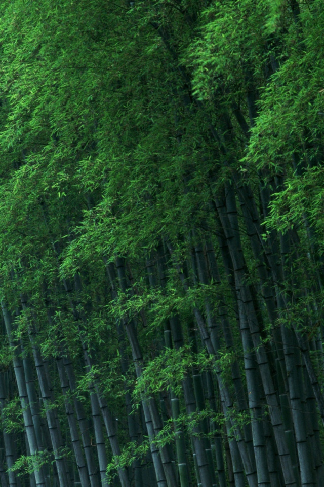 Bamboo Forest screenshot #1 640x960