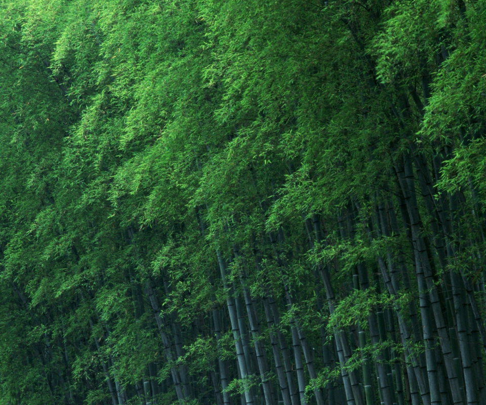Das Bamboo Forest Wallpaper 960x800