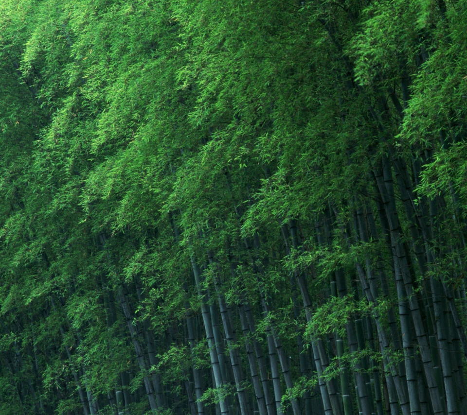 Fondo de pantalla Bamboo Forest 960x854