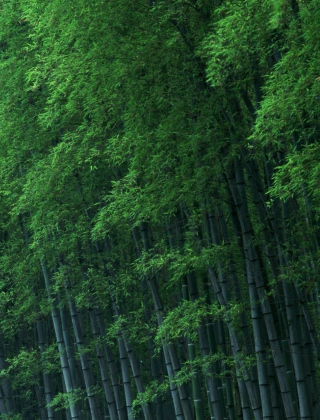 Bamboo Forest sfondi gratuiti per HTC Pure