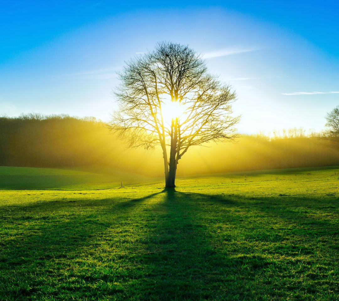 Sfondi Tree Shadow on field in sunlights 1080x960