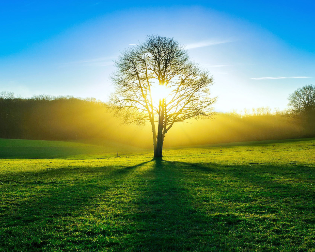 Sfondi Tree Shadow on field in sunlights 1280x1024