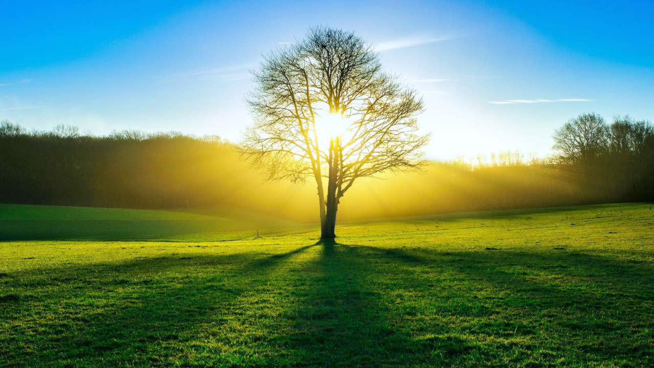 Tree Shadow on field in sunlights screenshot #1 1280x720