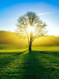 Das Tree Shadow on field in sunlights Wallpaper 240x320