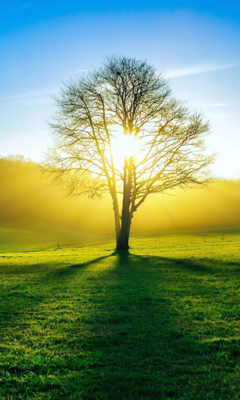 Das Tree Shadow on field in sunlights Wallpaper 480x800