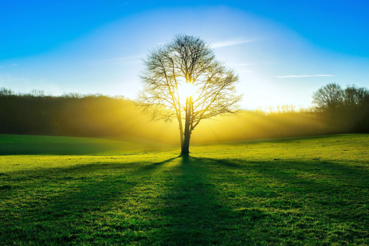 Обои Tree Shadow on field in sunlights