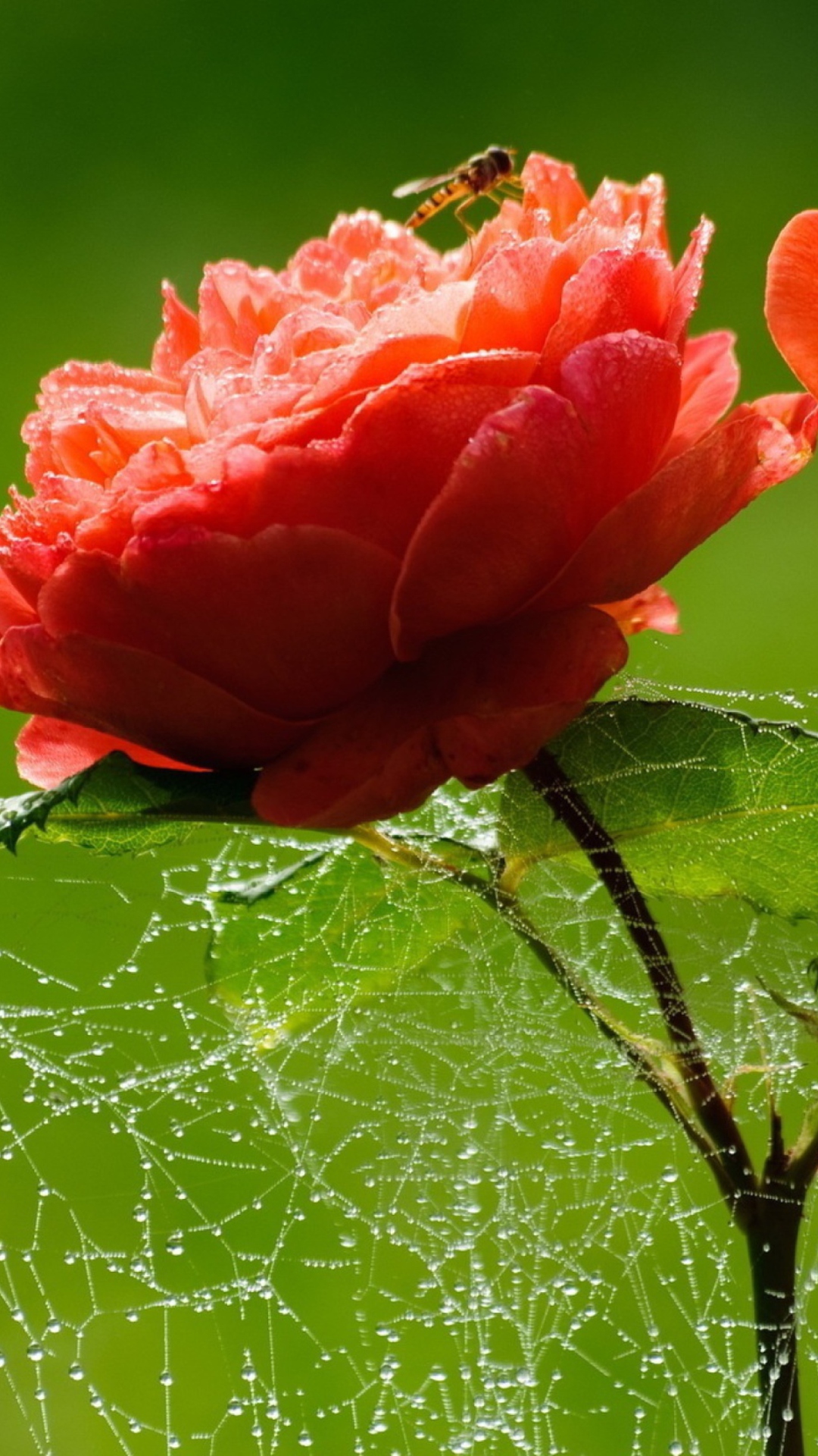 Fondo de pantalla Red Rose And Spider Web 1080x1920