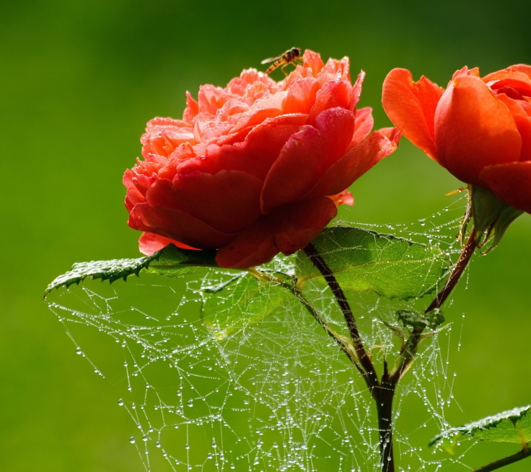 Обои Red Rose And Spider Web 1080x960