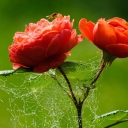 Das Red Rose And Spider Web Wallpaper 128x128
