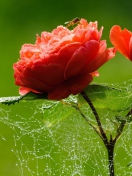 Fondo de pantalla Red Rose And Spider Web 132x176