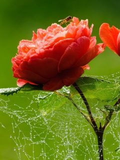 Обои Red Rose And Spider Web 240x320