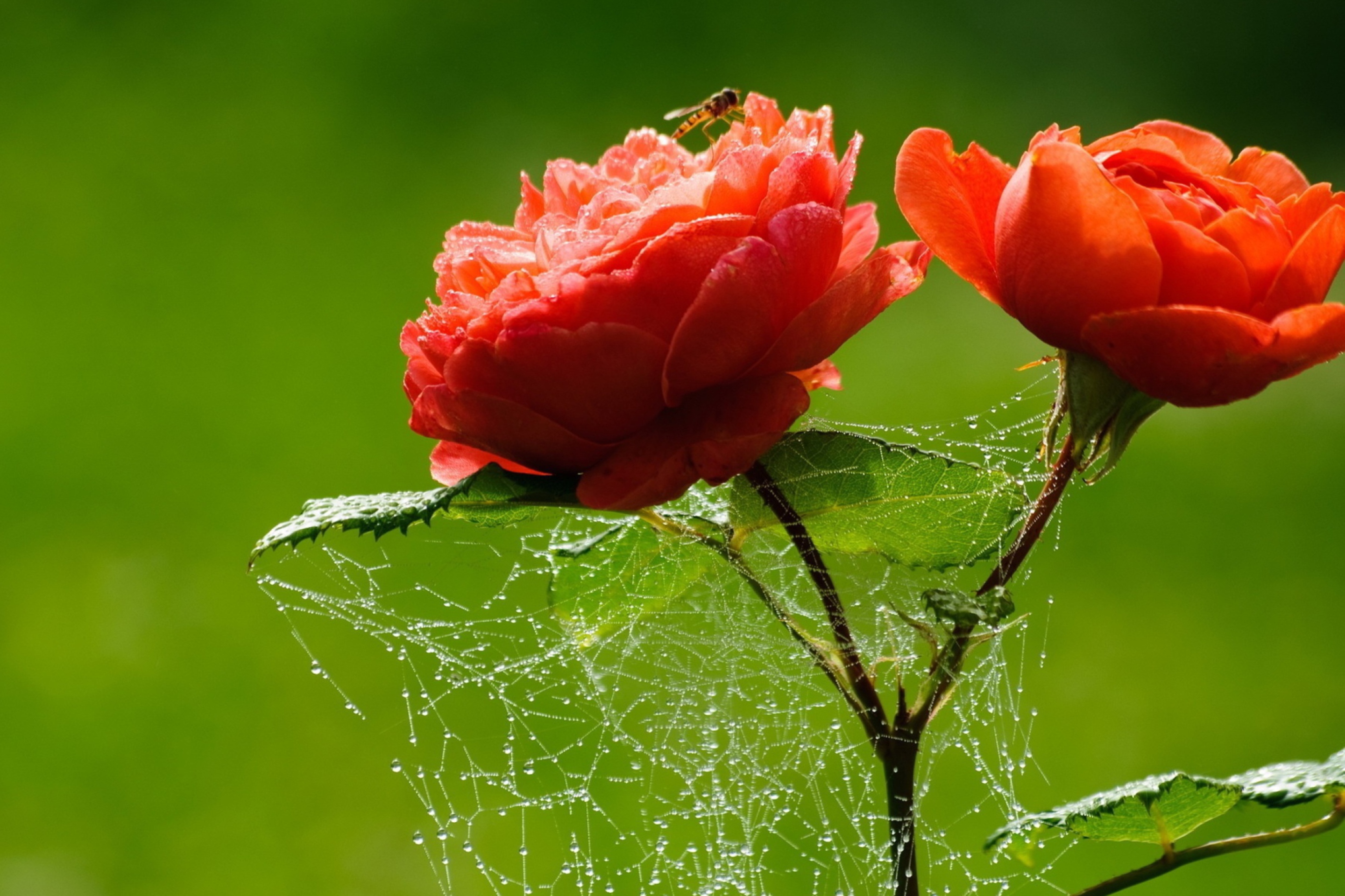 Screenshot №1 pro téma Red Rose And Spider Web 2880x1920